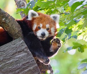 Preview wallpaper red panda, animal, paw, funny