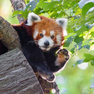 Preview wallpaper red panda, animal, paw, funny