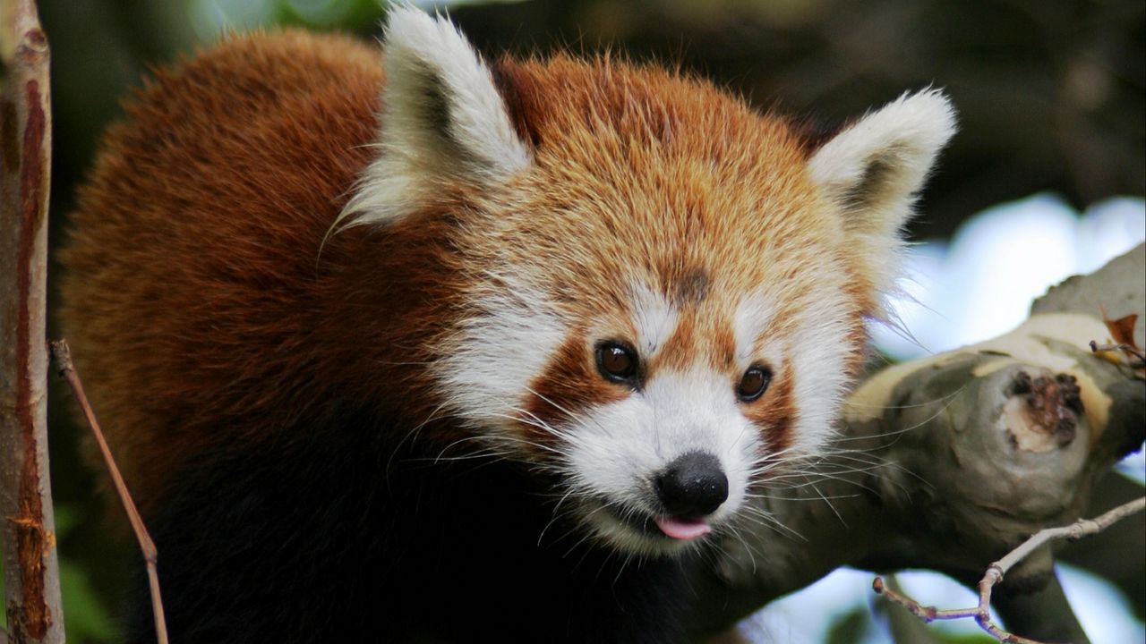 Wallpaper red panda, animal, protruding tongue, trees hd, picture, image