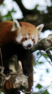 Preview wallpaper red panda, animal, protruding tongue, trees