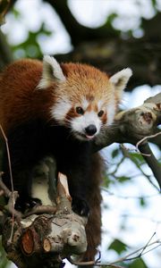 Preview wallpaper red panda, animal, protruding tongue, trees