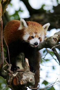 Preview wallpaper red panda, animal, protruding tongue, trees