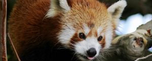 Preview wallpaper red panda, animal, protruding tongue, trees