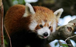 Preview wallpaper red panda, animal, protruding tongue, trees