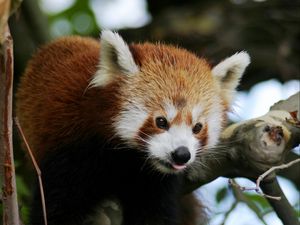 Preview wallpaper red panda, animal, protruding tongue, trees