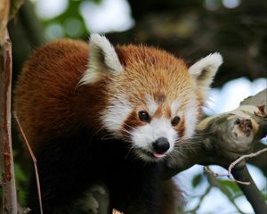 Preview wallpaper red panda, animal, protruding tongue, trees