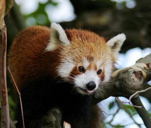 Preview wallpaper red panda, animal, protruding tongue, trees