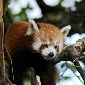 Preview wallpaper red panda, animal, protruding tongue, trees