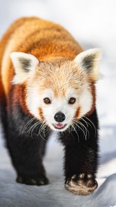 Preview wallpaper red panda, animal, snow, winter