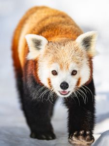 Preview wallpaper red panda, animal, snow, winter