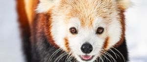 Preview wallpaper red panda, animal, snow, winter