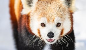 Preview wallpaper red panda, animal, snow, winter