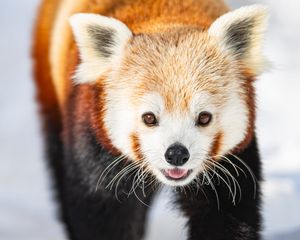 Preview wallpaper red panda, animal, snow, winter