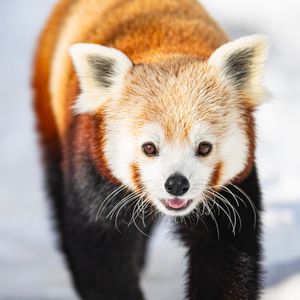 Preview wallpaper red panda, animal, snow, winter