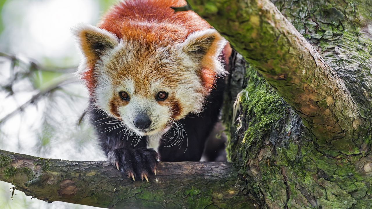 Wallpaper red panda, animal, tree, branch, blur