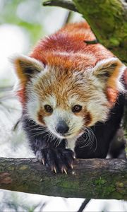 Preview wallpaper red panda, animal, tree, branch, blur