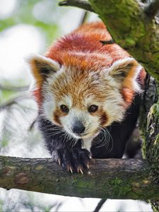 Preview wallpaper red panda, animal, tree, branch, blur