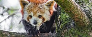 Preview wallpaper red panda, animal, tree, branch, blur