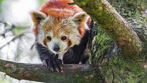 Preview wallpaper red panda, animal, tree, branch, blur