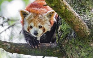 Preview wallpaper red panda, animal, tree, branch, blur