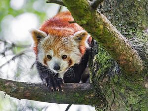 Preview wallpaper red panda, animal, tree, branch, blur