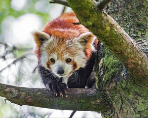 Preview wallpaper red panda, animal, tree, branch, blur