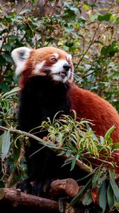 Preview wallpaper red panda, animal, tree, leaves