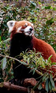 Preview wallpaper red panda, animal, tree, leaves