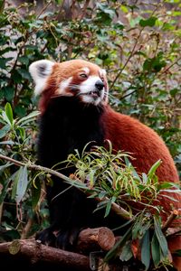 Preview wallpaper red panda, animal, tree, leaves