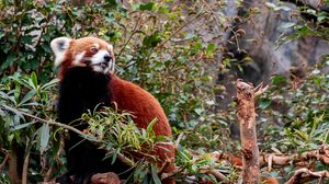 Preview wallpaper red panda, animal, tree, leaves