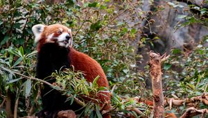 Preview wallpaper red panda, animal, tree, leaves