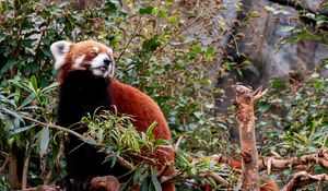 Preview wallpaper red panda, animal, tree, leaves