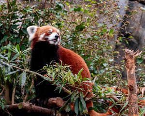 Preview wallpaper red panda, animal, tree, leaves