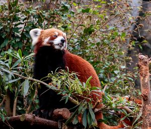 Preview wallpaper red panda, animal, tree, leaves