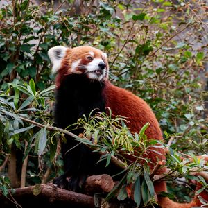 Preview wallpaper red panda, animal, tree, leaves