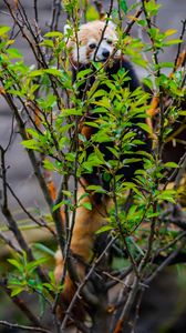 Preview wallpaper red panda, animal, tree, branches, leaves