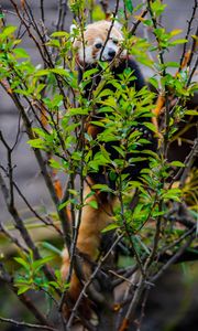 Preview wallpaper red panda, animal, tree, branches, leaves