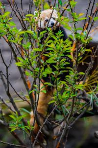 Preview wallpaper red panda, animal, tree, branches, leaves