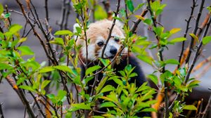 Preview wallpaper red panda, animal, tree, branches, leaves
