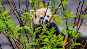 Preview wallpaper red panda, animal, tree, branches, leaves