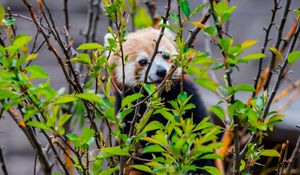 Preview wallpaper red panda, animal, tree, branches, leaves