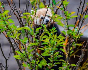 Preview wallpaper red panda, animal, tree, branches, leaves