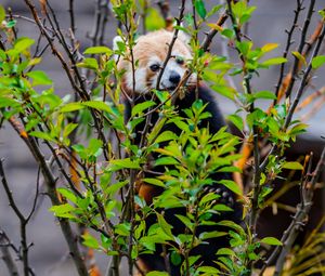 Preview wallpaper red panda, animal, tree, branches, leaves