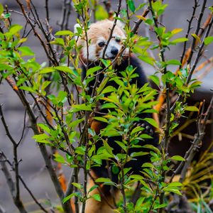 Preview wallpaper red panda, animal, tree, branches, leaves