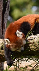 Preview wallpaper red panda, animal, tree, branches, wildlife