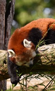 Preview wallpaper red panda, animal, tree, branches, wildlife