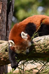 Preview wallpaper red panda, animal, tree, branches, wildlife