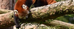 Preview wallpaper red panda, animal, tree, branches, wildlife