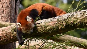 Preview wallpaper red panda, animal, tree, branches, wildlife