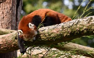 Preview wallpaper red panda, animal, tree, branches, wildlife